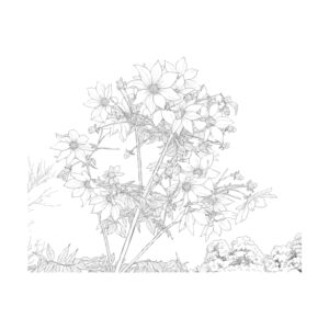 皇帝ダリア２の無料塗り絵イラスト（知育・高齢者レク用）