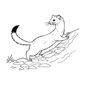 オコジョの無料塗り絵イラスト（知育・高齢者レク用）