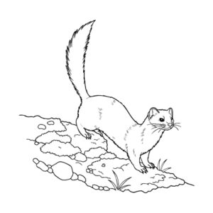 Free printable Ermine 3 coloring page