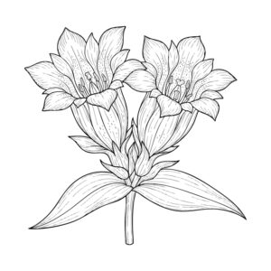 リンドウの無料塗り絵イラスト（知育・高齢者レク用）