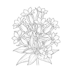 リンドウ２の無料塗り絵イラスト（知育・高齢者レク用）