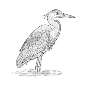 Free printable Grey heron coloring page