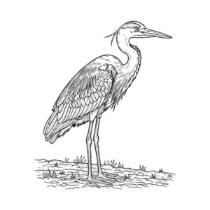 アオサギの無料塗り絵イラスト（知育・高齢者レク用）