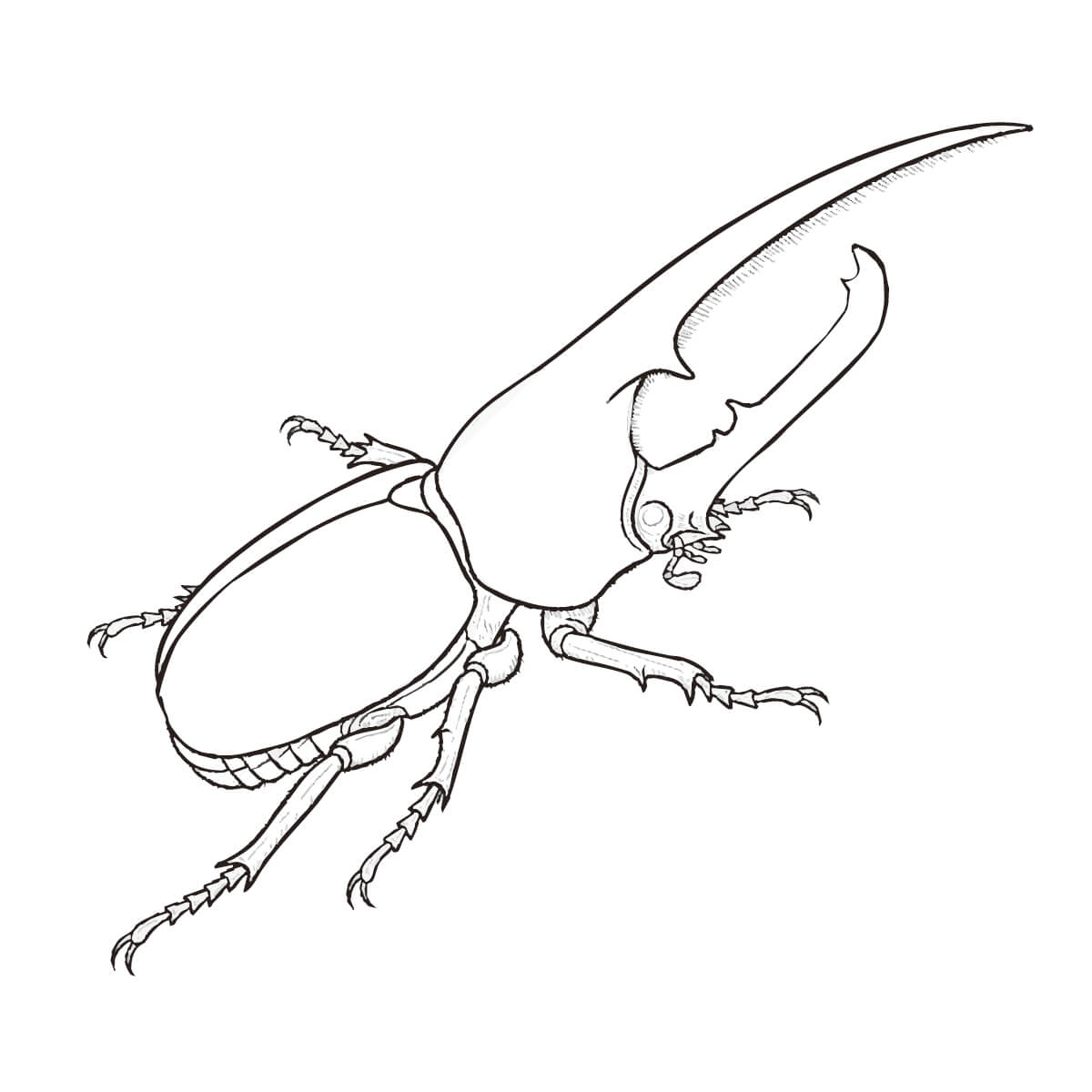 ヘラクレスオオカブト　オス