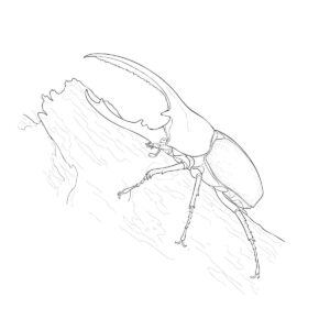 ヘラクレスオオカブトの無料塗り絵イラスト（知育・高齢者レク用）