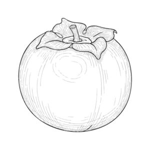 柿の無料塗り絵イラスト（知育・高齢者レク用）