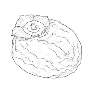 Free printable Dried persimmon coloring page