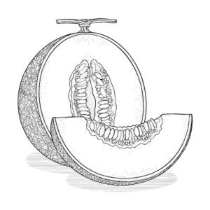 Free printable Melon 2 coloring page