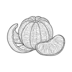 みかんの無料塗り絵イラスト（知育・高齢者レク用）
