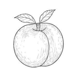桃（もも）の無料塗り絵イラスト（知育・高齢者レク用）