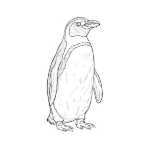 ペンギンの無料塗り絵イラスト（知育・高齢者レク用）