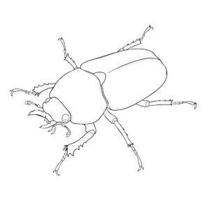 ニジイロクワガタ　メスの無料塗り絵イラスト（知育・高齢者レク用）