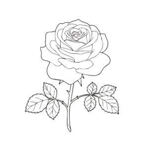 バラの無料塗り絵イラスト（知育・高齢者レク用）