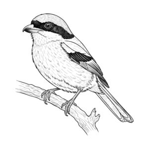 百舌（もず）の無料塗り絵イラスト（知育・高齢者レク用）