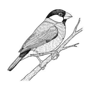 文鳥（ぶんちょう）の無料塗り絵イラスト（知育・高齢者レク用）