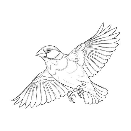 文鳥２