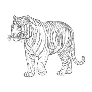 虎（トラ）の無料塗り絵イラスト（知育・高齢者レク用）