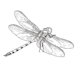 Free printable White-tailed skimmer coloring page