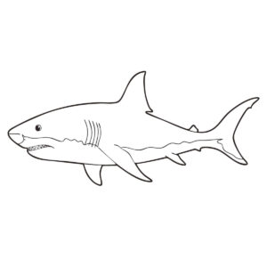 かわいいホホジロザメの無料塗り絵イラスト（知育・高齢者レク用）