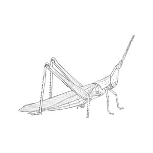 Free printable Oriental longheaded locust coloring page
