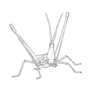 Free printable Oriental longheaded locust coloring page