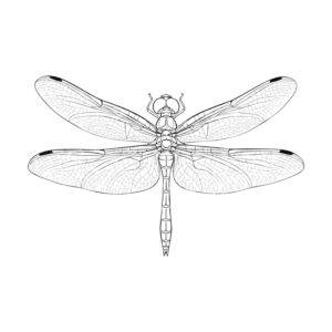 Free printable Autumn darter (Red dragonfly) coloring page