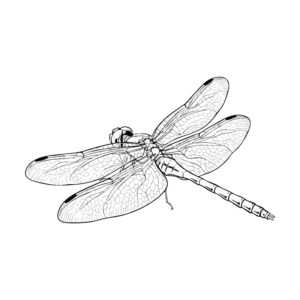 Free printable Autumn darter (Red dragonfly) 2 coloring page