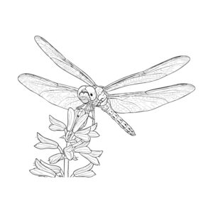 Free printable Autumn darter (Red dragonfly) coloring page