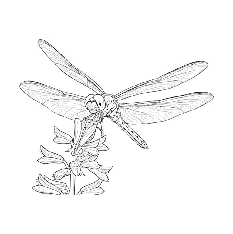 Free printable Autumn darter (Red dragonfly) coloring page