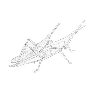 Free printable Rice grasshopper coloring page
