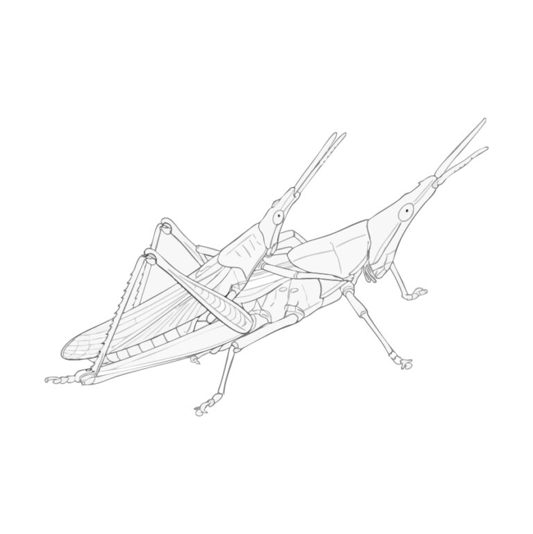 Free printable Rice grasshopper coloring page