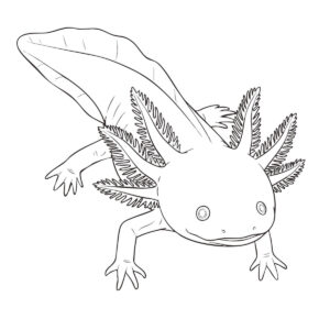 ウーパールーパー（メキシコサンショウウオ）の無料塗り絵イラスト（知育・高齢者レク用）