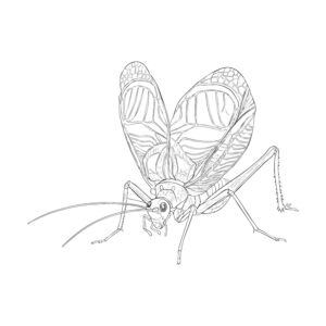 Free printable Bell cricket coloring page