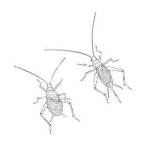 Free printable Bell cricket 2 coloring page