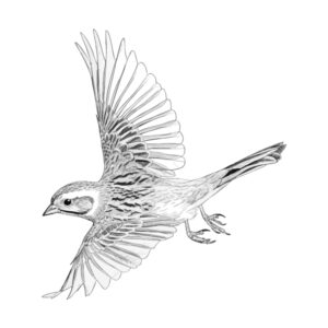 Free printable Meadow Bunting 2 coloring page