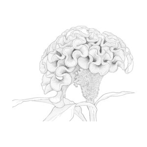 鶏頭（けいとう）の無料塗り絵イラスト（知育・高齢者レク用）