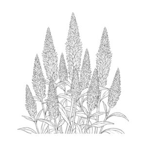 フサゲイトウの無料塗り絵イラスト（知育・高齢者レク用）