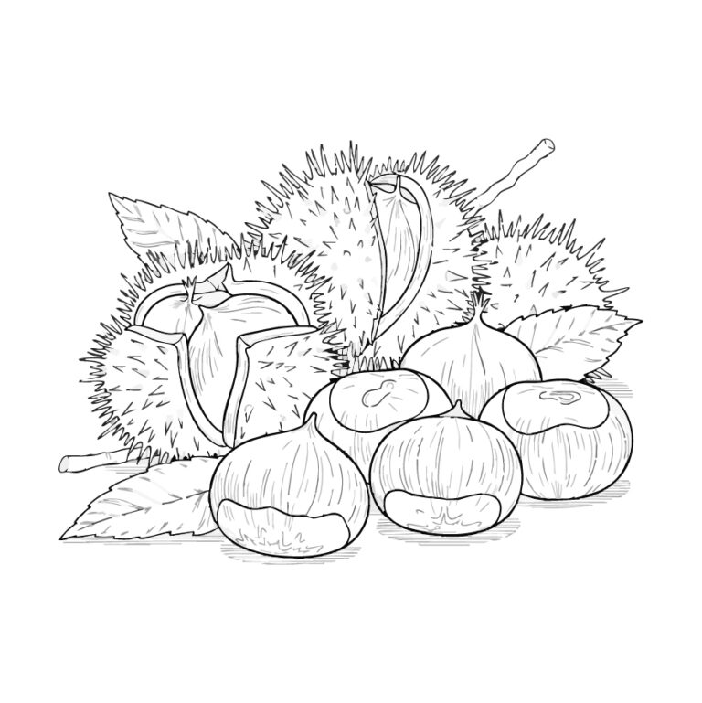 栗の無料塗り絵イラスト（知育・高齢者レク用）