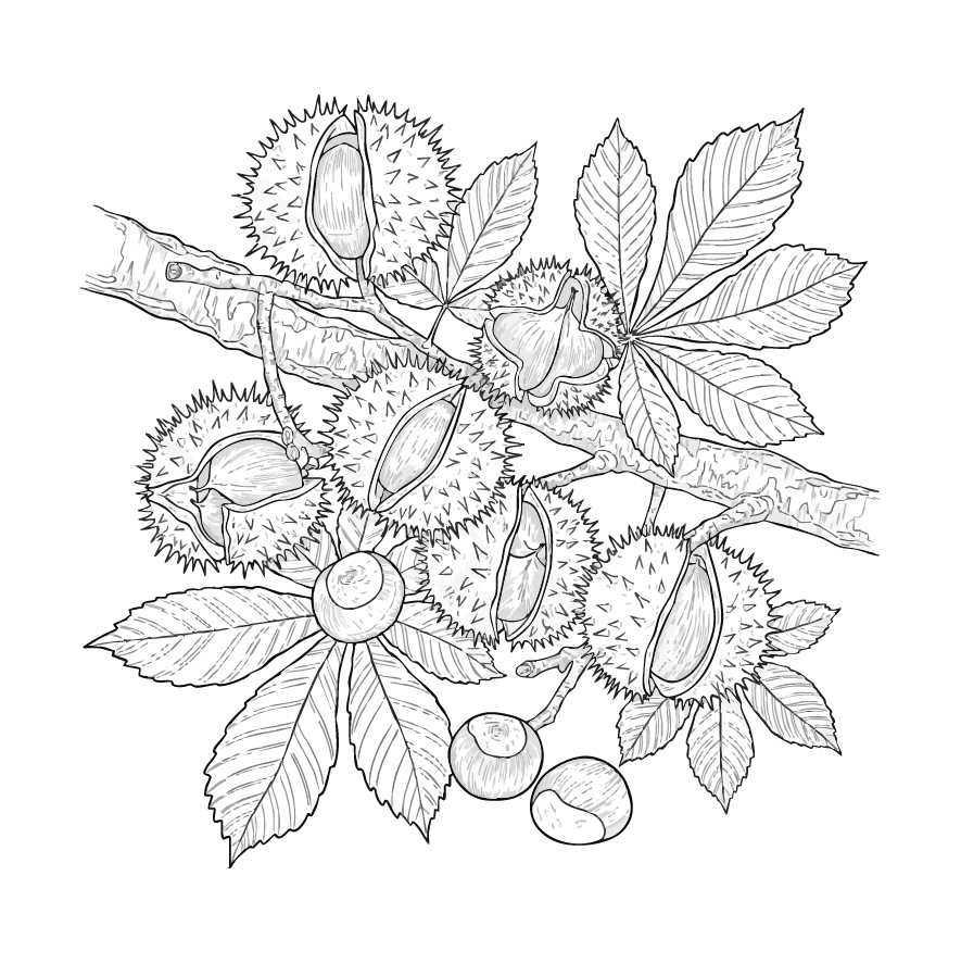 栗２