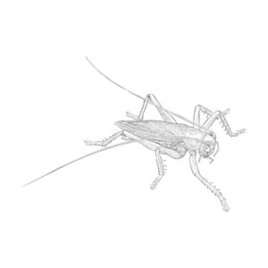 Free printable Raspy cricket coloring page