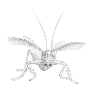 Free printable Raspy cricket coloring page