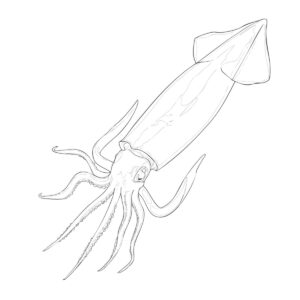 スルメイカ（鯣烏賊）の無料塗り絵イラスト（知育・高齢者レク用）