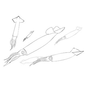 Free printable Japanese flying squid swimming coloring page