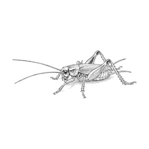 Free printable Cricket coloring page