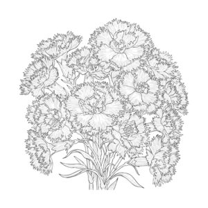 ナデシコ（ダイアンサス）２の無料塗り絵イラスト（知育・高齢者レク用）