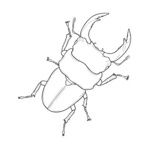 オオクワガタ オスの無料塗り絵イラスト（知育・高齢者レク用）