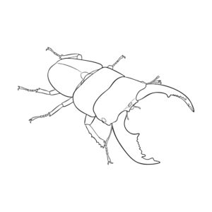 Free printable Giant stag beetle coloring page