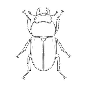 オオクワガタ メスの無料塗り絵イラスト（知育・高齢者レク用）
