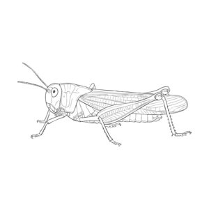 Free printable Grasshopper coloring page