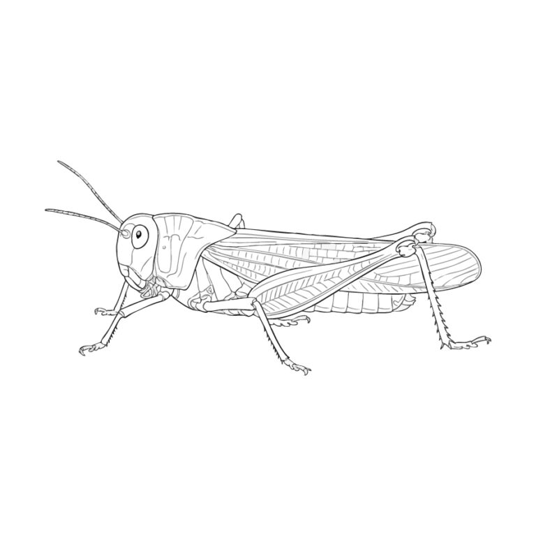 Free printable Grasshopper coloring page